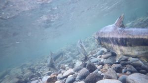 水中ドローンBW Space Proが北海道古平郡古平町の古平川で、遡上してくる鮭を撮影